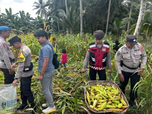 Polsek Sebatik Barat Panen Jagung Pertama Program Ketatahanan Pangan Nasional