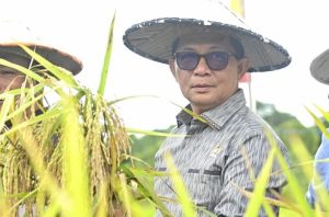 Wakil Ketua DPRD Kaltara Hadiri Panen Perdana di Desa Wonomulyo