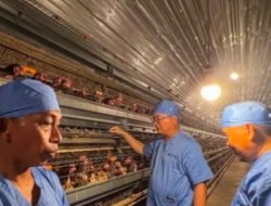Kunjungi Sidrap, Bupati Wempi Tertarik Potensi Peternakan Ayam Petelur