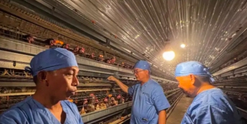 Kunjungi Sidrap, Bupati Wempi Tertarik Potensi Peternakan Ayam Petelur